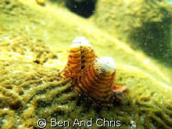 Christmas Three Anemone in 20fts in Cuba.  Very tiny 1 in... by Ben And Chris 